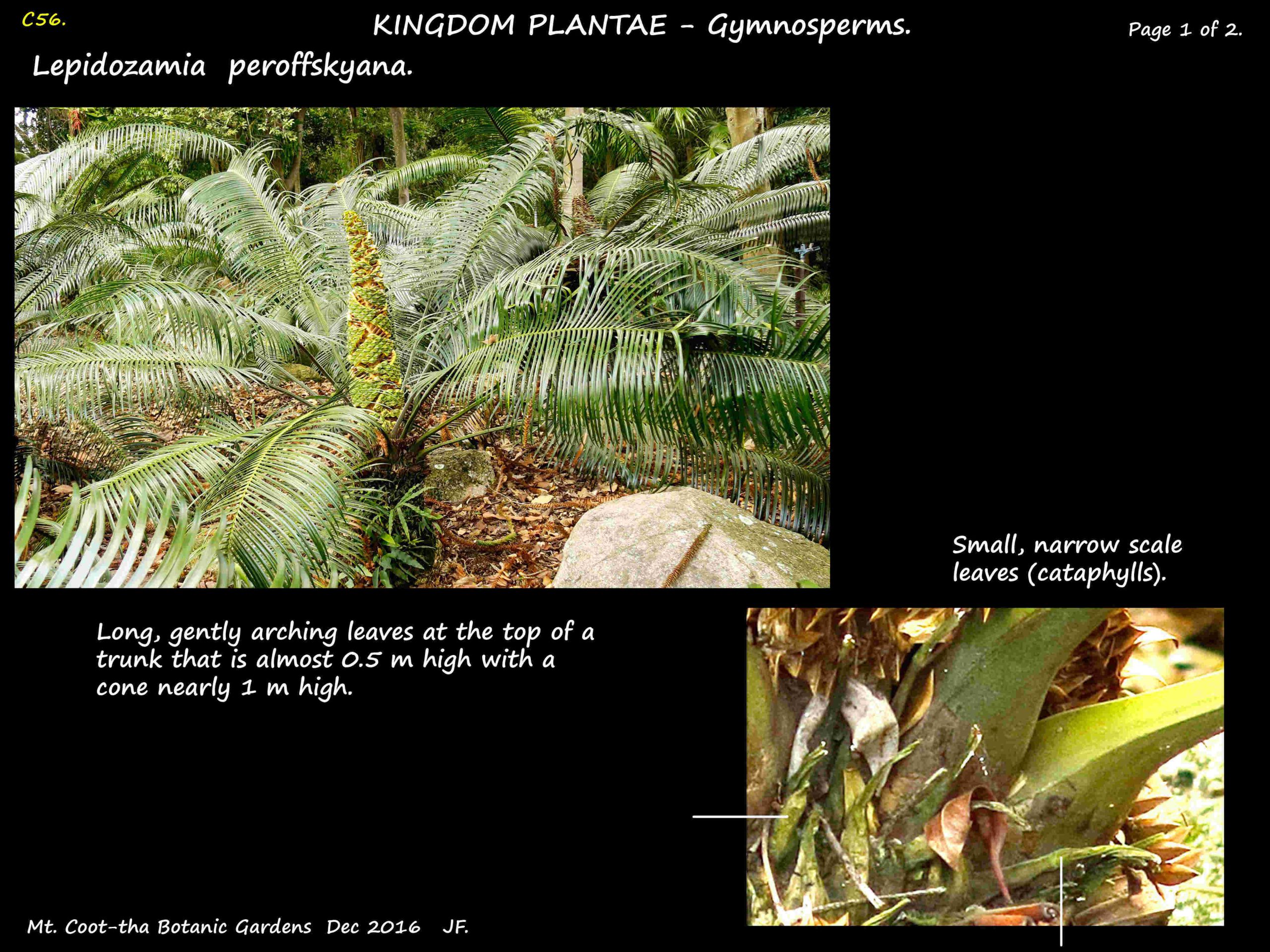 1 Lepidozamia peroffskyana plant & cone